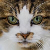 Elodie ARNAUD - ARNAUD ELODIE